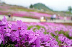 茶臼山の芝桜