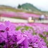 茶臼山の芝桜