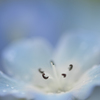 Nemophila