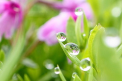 **水玉の世界**