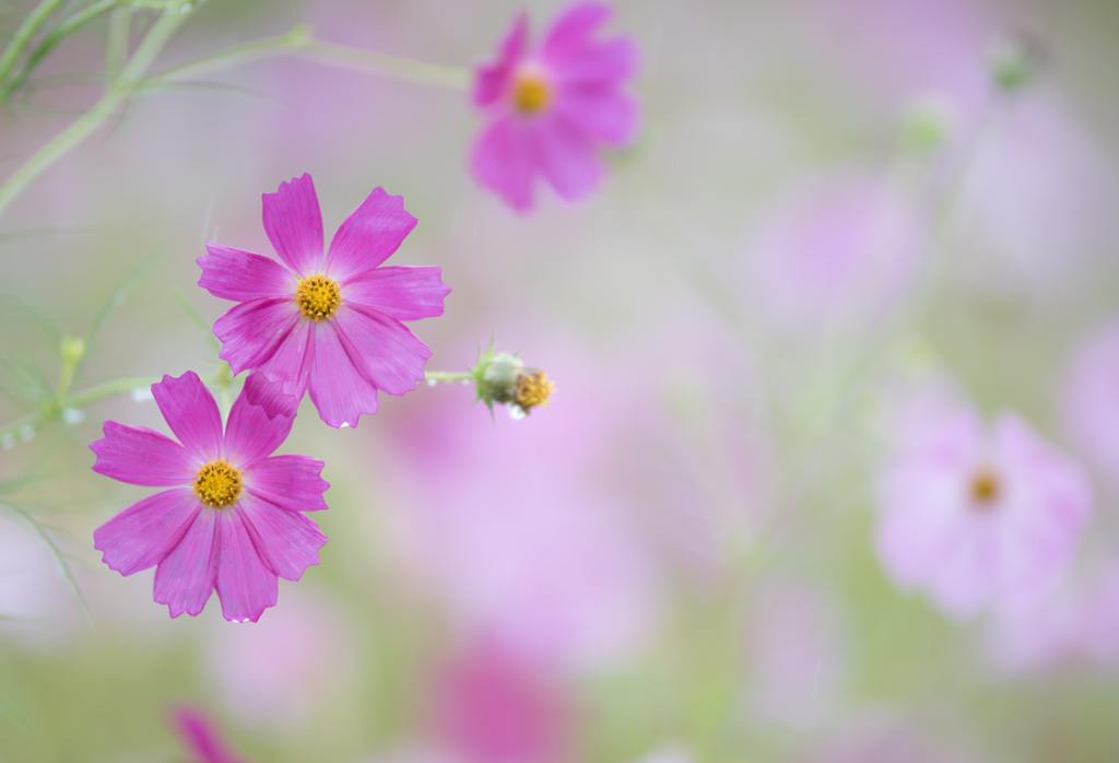 cosmos..*.＊