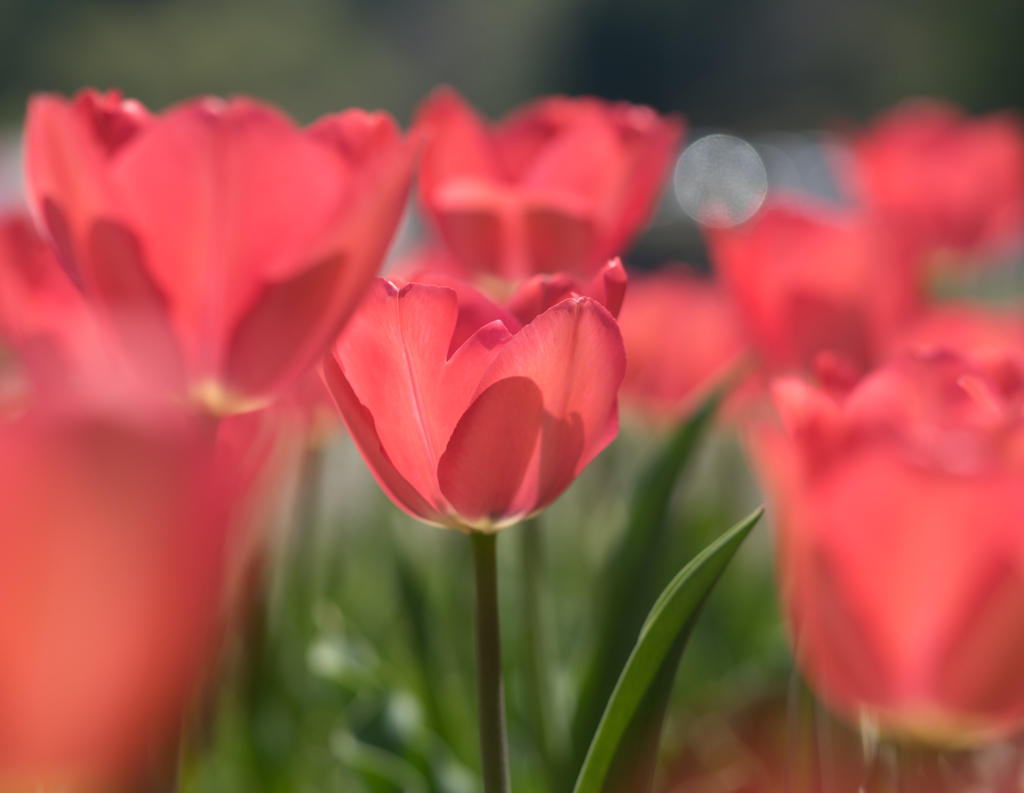 Red tulip