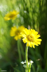 朝の花