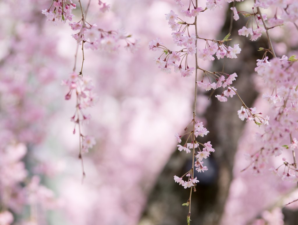 sakura..＊*