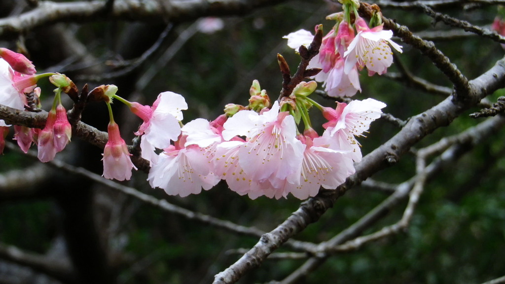 八重岳の桜