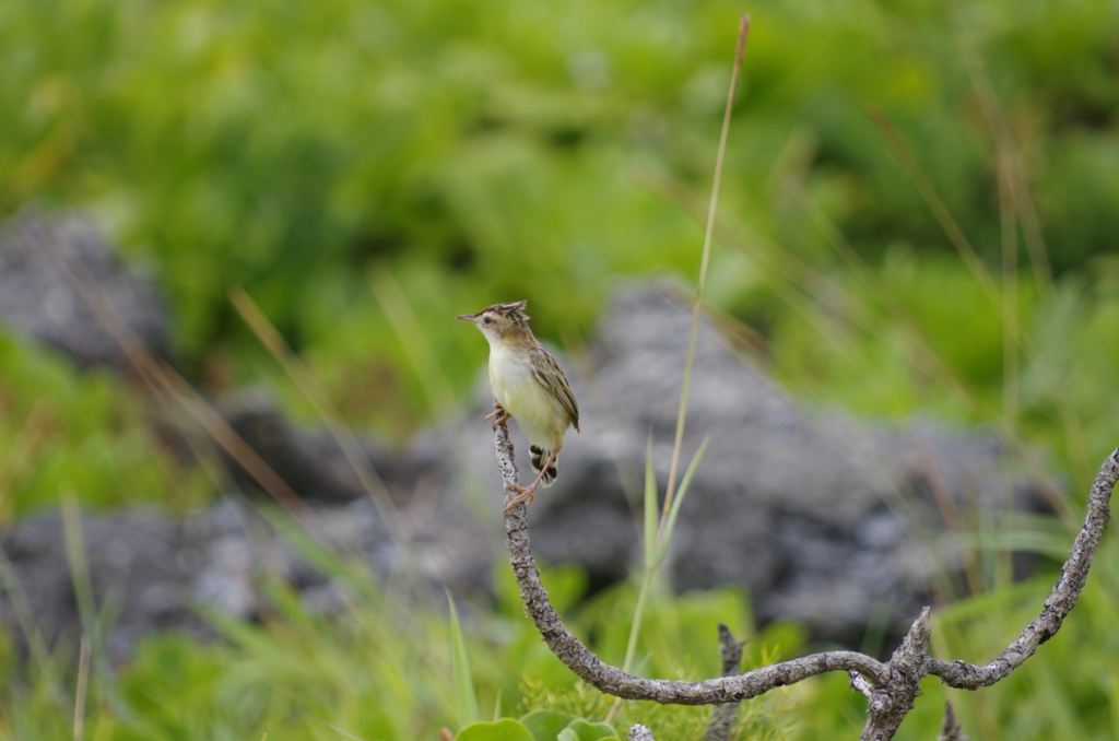 鳥っ