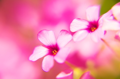 道端の花