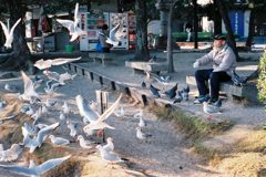 ハトおじさん
