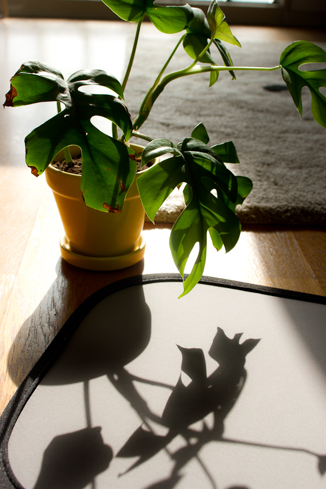 逆光部屋のモンステラ