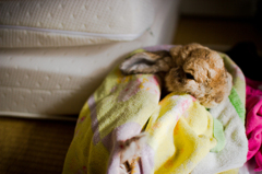 ポーランドロップイヤー