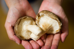 しいたけやで！