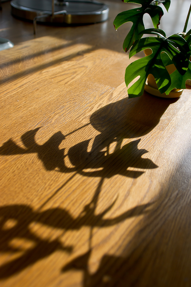 逆光の植物の陰影