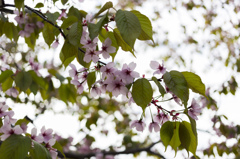 栗山公園～今年最後の桜