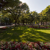 札幌大通公園の緑