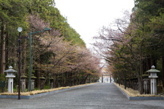 北海道神宮桜半開