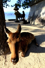 厳島のシカ 