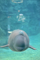 バブルベルーガ