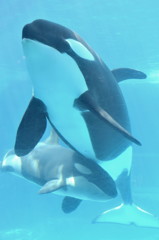 シャチ親子