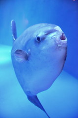 マンボ
