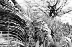 Fukushima tours #7