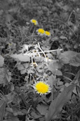 Fukushima tours #16