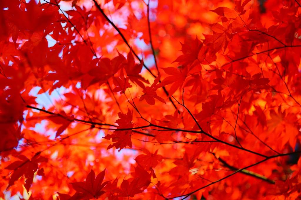 満天の紅