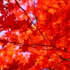 満天の紅