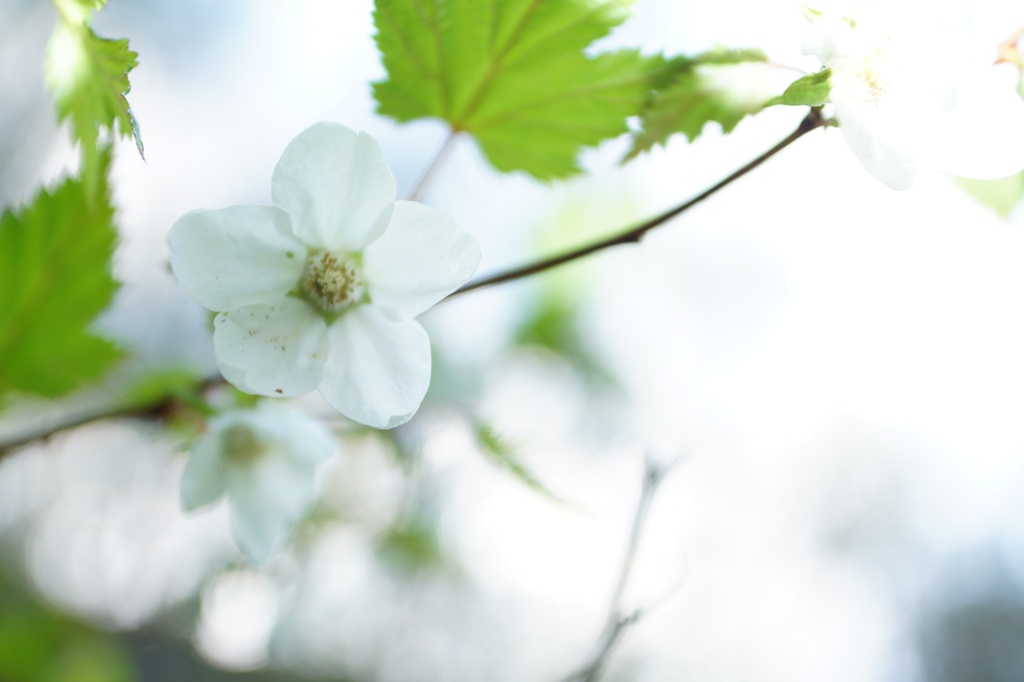 Fukushima tours #19