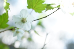 Fukushima tours #19