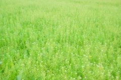 Fukushima tours #9