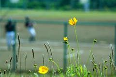 初夏の聖蹟桜ヶ丘#8