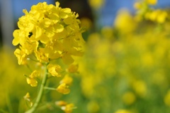 Fukushima tours #21