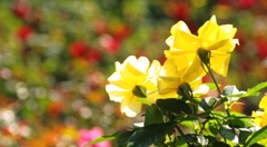 ハイキーなYellowバラの薗