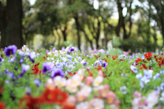 spring has come