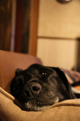 sleepy dog.