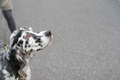 English setter Sou ~Buddy's friend