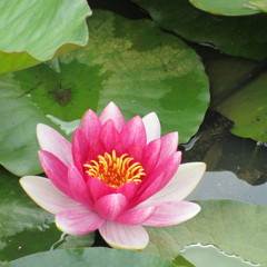 蓮の花
