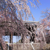桜カーテン