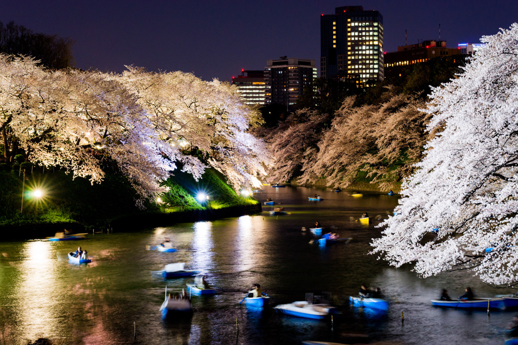 夜桜の宴