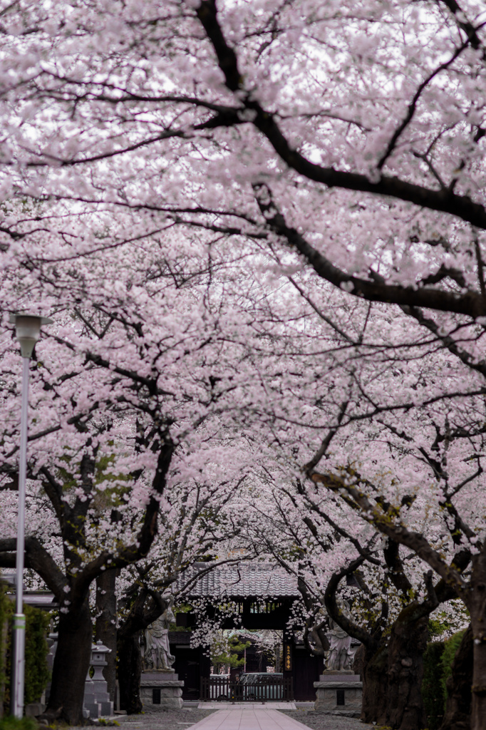 桜トンネル