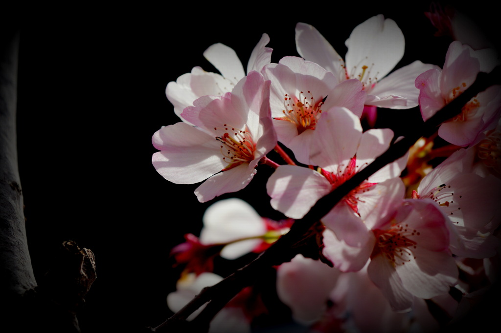 カリフォルニアの桜６