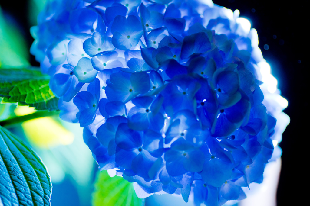 透ける紫陽花１