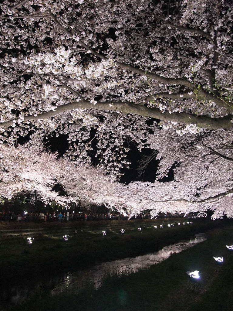 野川の夜桜２