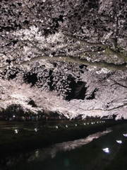 野川の夜桜２