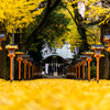 The sea of ginkgo yellow !