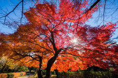 秋彩アンブレラ (The umbrella of autumn color)