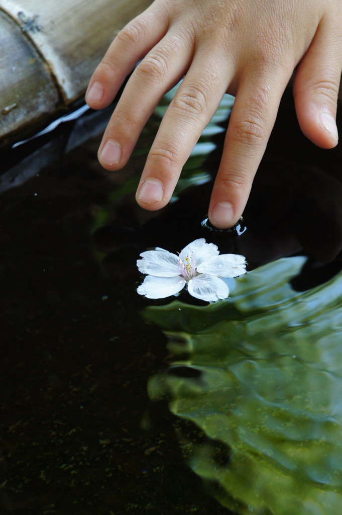 水面と花びら３
