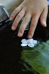 水面と花びら２