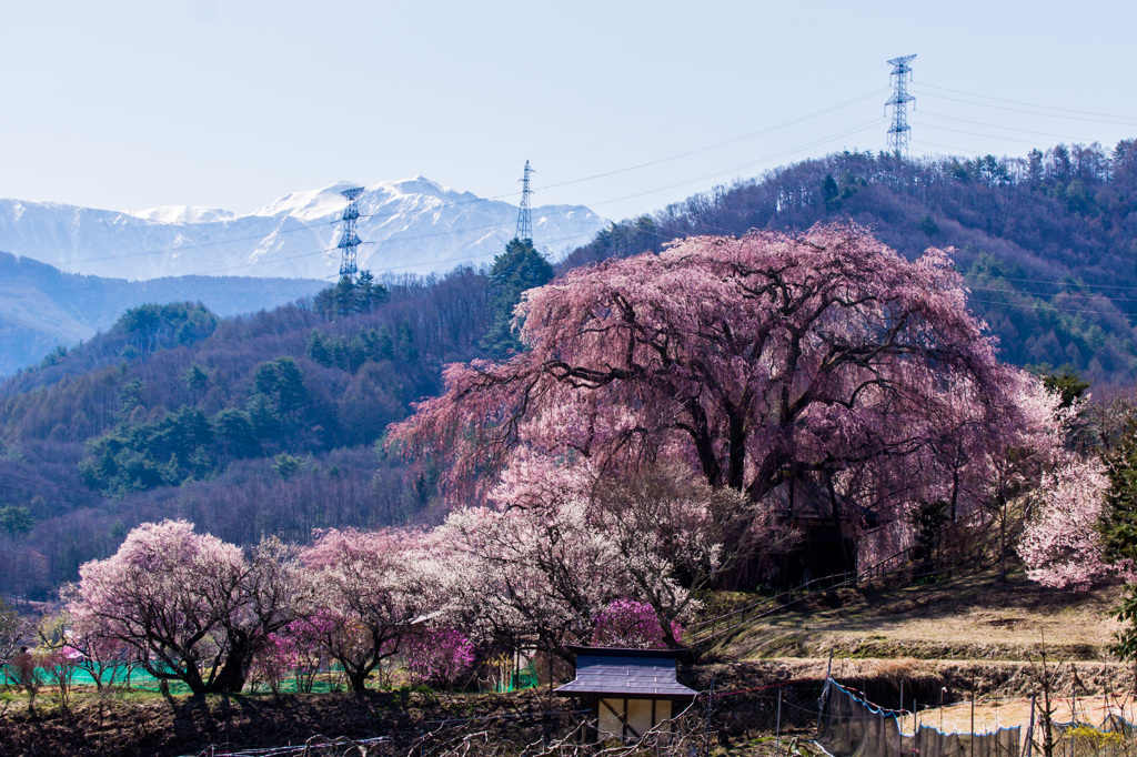 南アルプスを望む、枝垂れ桜