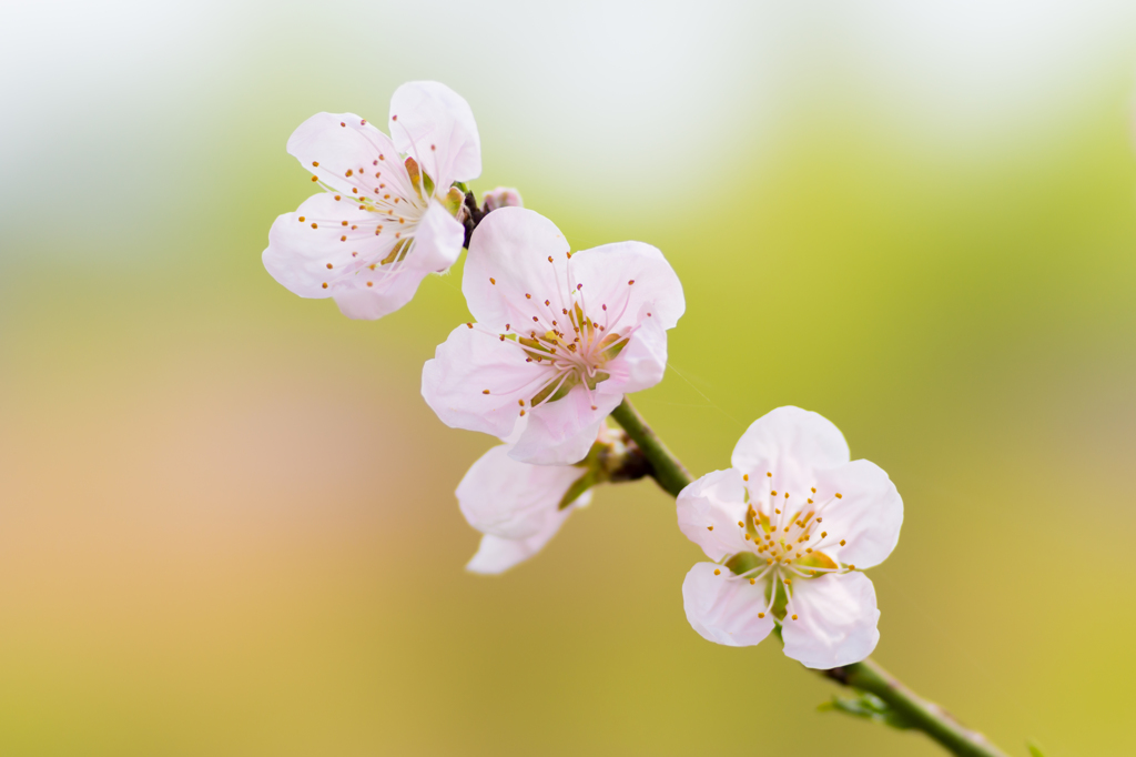 春の一花